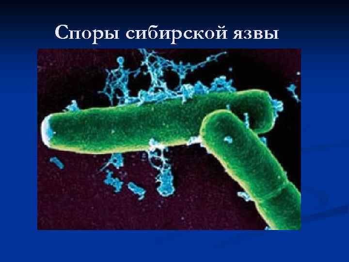 Споры сибирской язвы 
