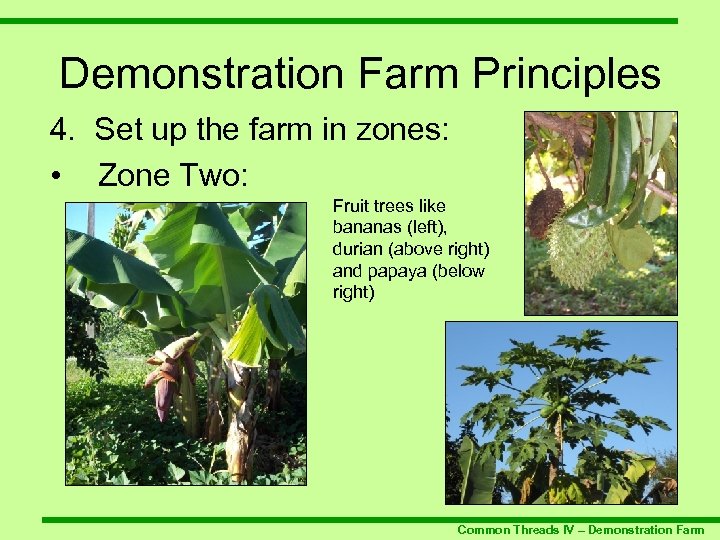 Demonstration Farm Principles 4. Set up the farm in zones: • Zone Two: Fruit