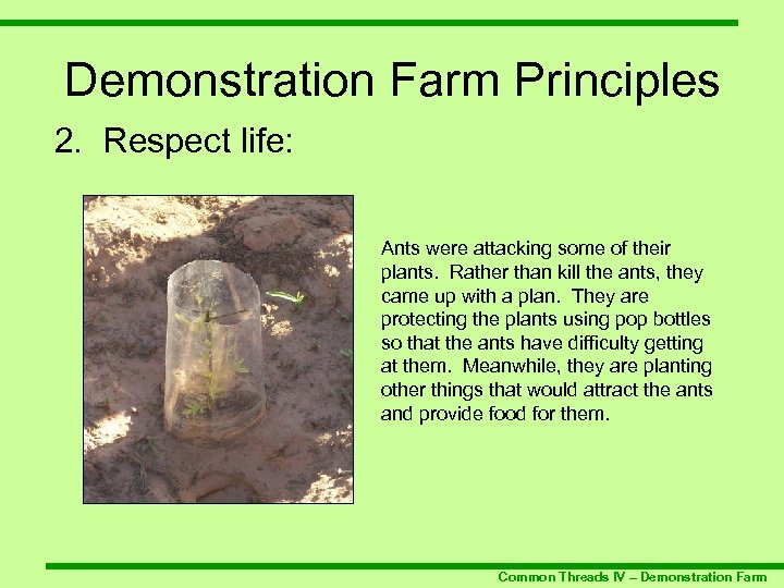 Demonstration Farm Principles 2. Respect life: Ants were attacking some of their plants. Rather