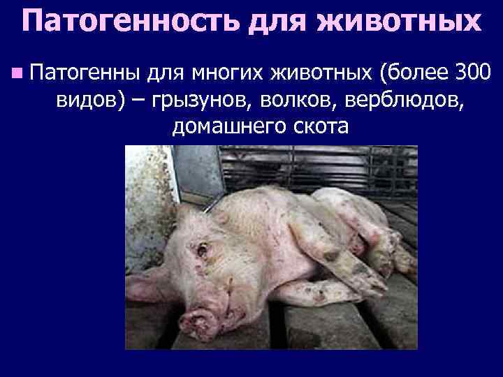 Патогенность для животных n Патогенны для многих животных (более 300 видов) – грызунов, волков,