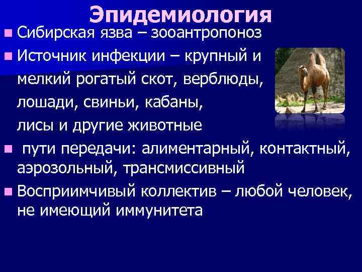 Эпидемиология n Сибирская язва – зооантропоноз n Источник инфекции – крупный и мелкий рогатый