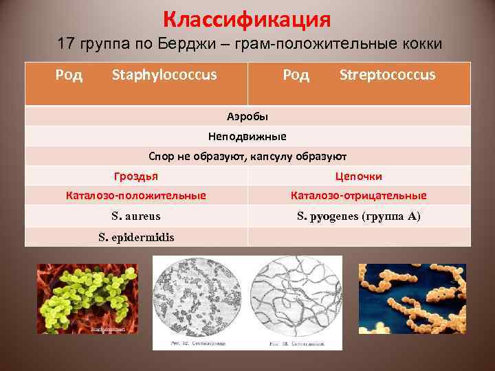 Классификация 17 группа по Берджи – грам-положительные кокки Род Staphylococcus Род Streptococcus Аэробы Неподвижные