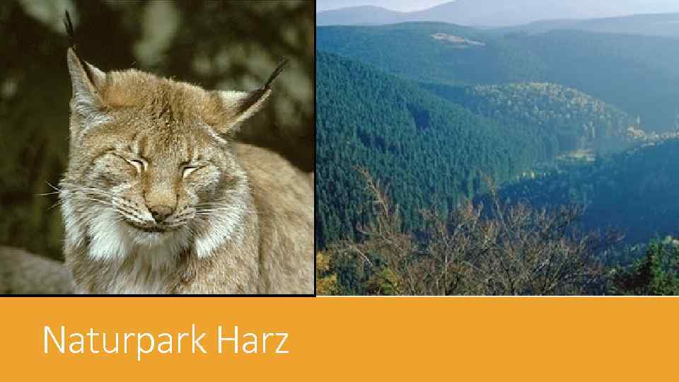 Naturpark Harz 