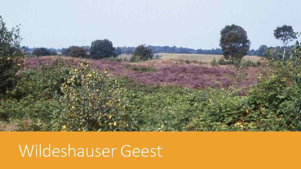 Wildeshauser Geest 