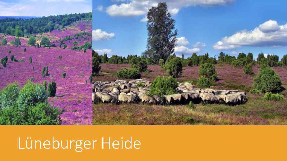 Lüneburger Heide 