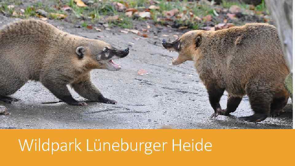 Wildpark Lüneburger Heide 