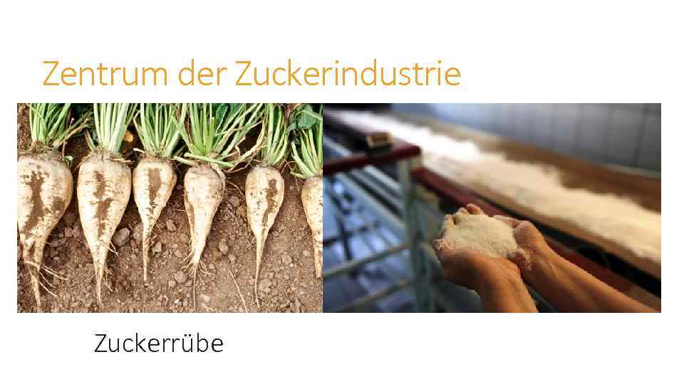 Zentrum der Zuckerindustrie Zuckerrübe 