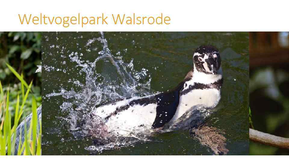 Weltvogelpark Walsrode 