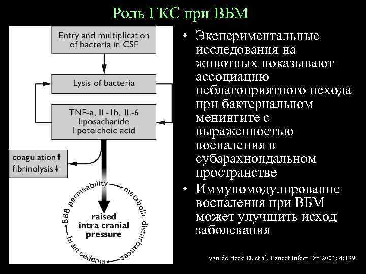 Роль ГКС при ВБМ • Экспериментальные исследования на животных показывают ассоциацию неблагоприятного исхода при