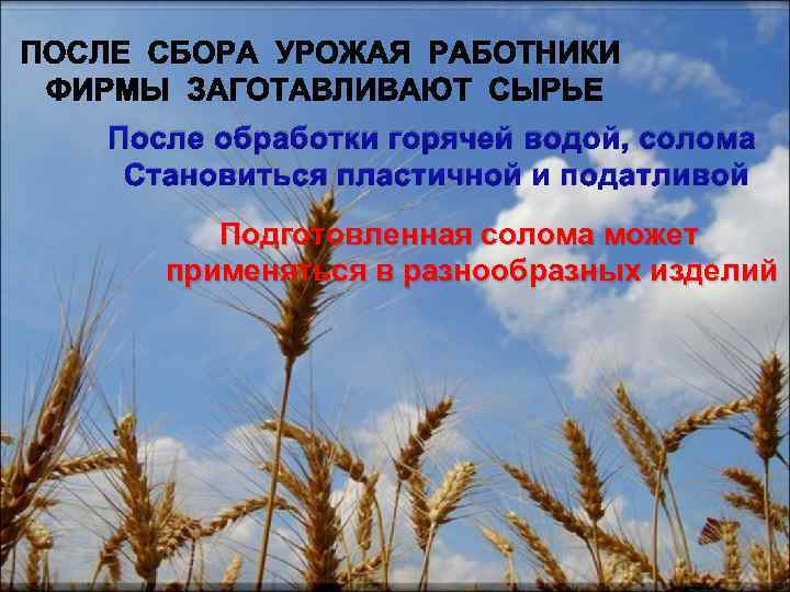 После обработки горячей водой, солома Становиться пластичной и податливой Подготовленная солома может применяться в