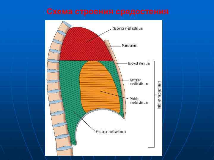 Схема строения средостения 