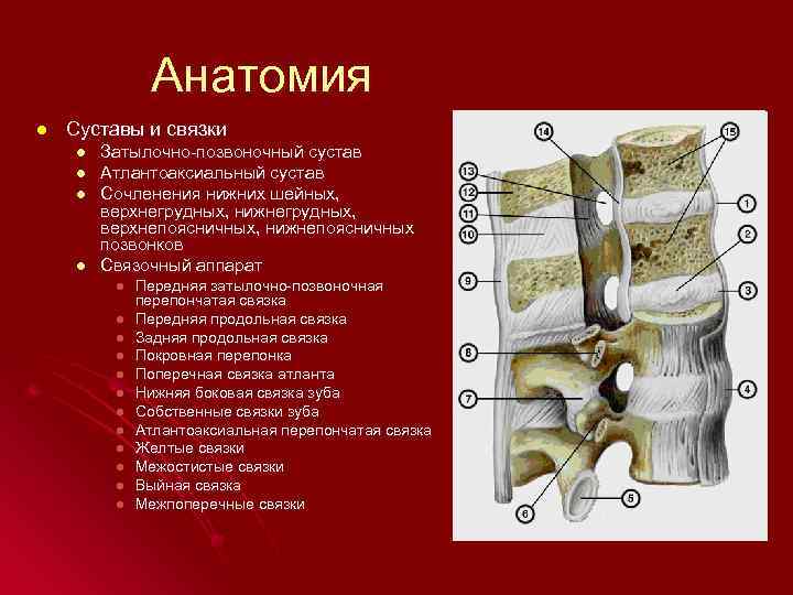 Анатомия l Суставы и связки l l Затылочно-позвоночный сустав Атлантоаксиальный сустав Сочленения нижних шейных,