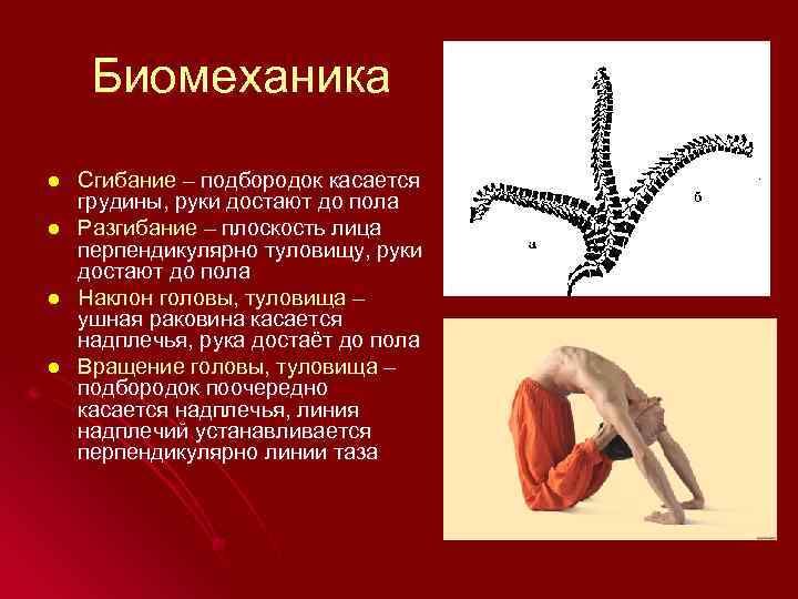 Биомеханика l l Сгибание – подбородок касается грудины, руки достают до пола Разгибание –