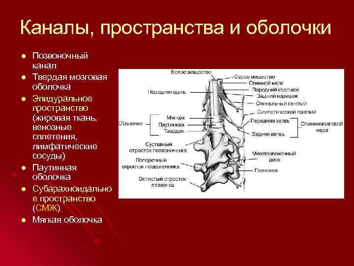 Каналы, пространства и оболочки l l l Позвоночный канал Твердая мозговая оболочка Эпидуральное пространство