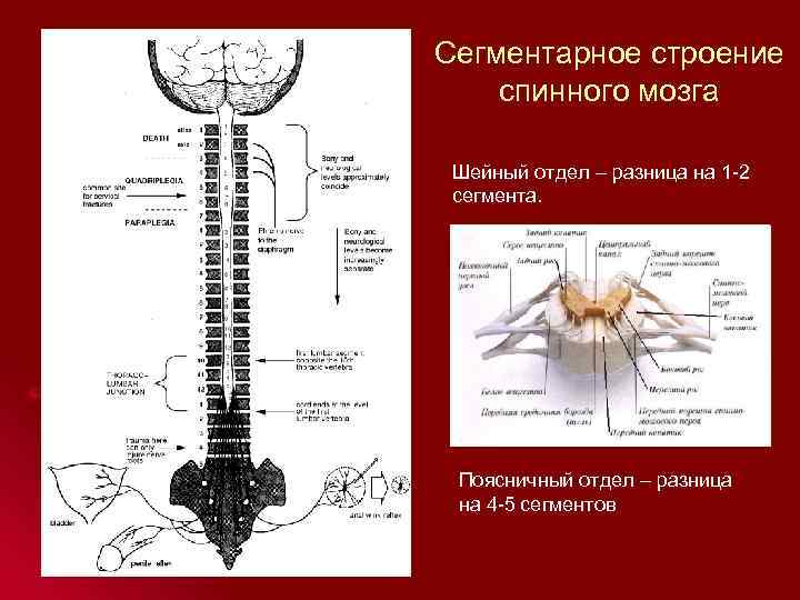 Сегментарное строение спинного мозга Шейный отдел – разница на 1 -2 сегмента. Поясничный отдел