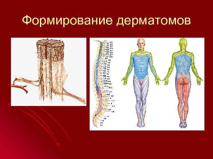 Формирование дерматомов 