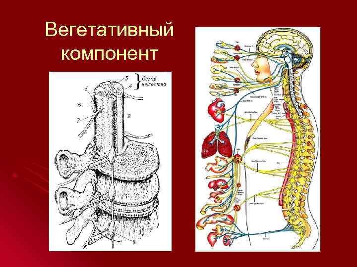 Вегетативный компонент 