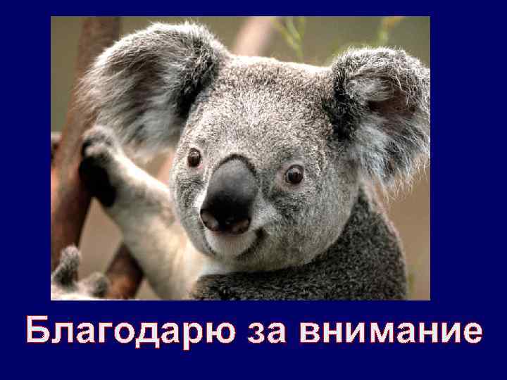 Благодарю за внимание 