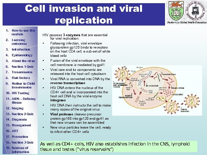 Cell invasion and viral replication 1. How to use this module 2. Learning outcomes