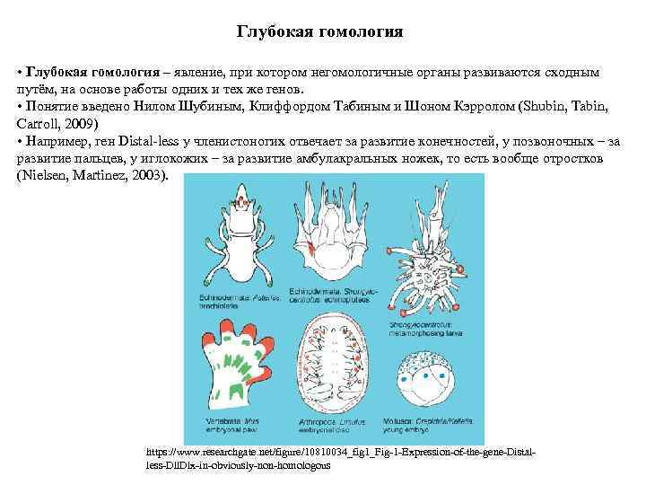 Глубокая гомология • Глубокая гомология – явление, при котором негомологичные органы развиваются сходным путём,