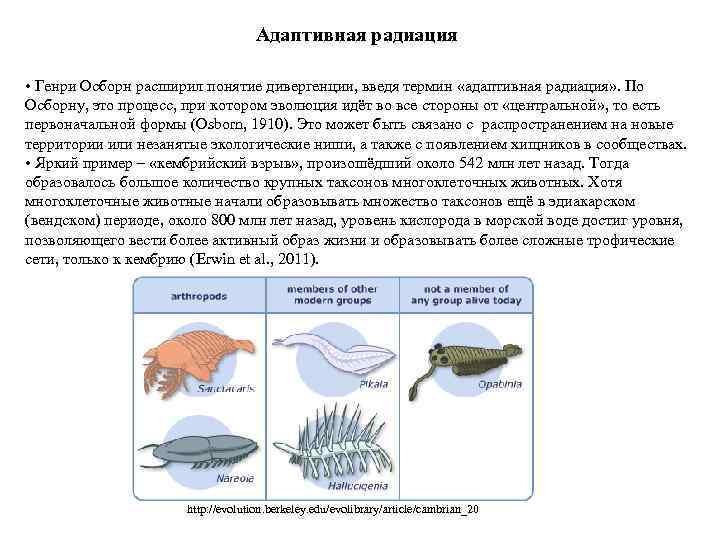 Адаптивная радиация • Генри Осборн расширил понятие дивергенции, введя термин «адаптивная радиация» . По