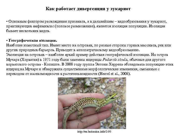 Как работает дивергенция у эукариот • Основным фактором расхождения признаков, а в дальнейшем –