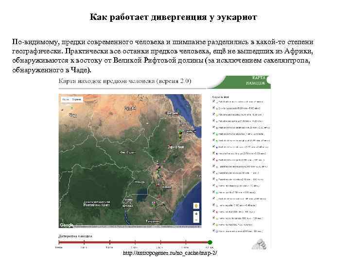 Как работает дивергенция у эукариот По-видимому, предки современного человека и шимпанзе разделились в какой-то