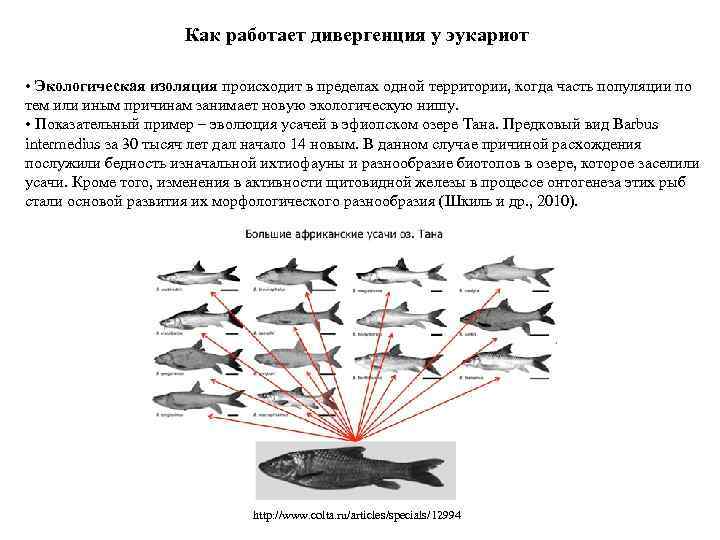 Как работает дивергенция у эукариот • Экологическая изоляция происходит в пределах одной территории, когда