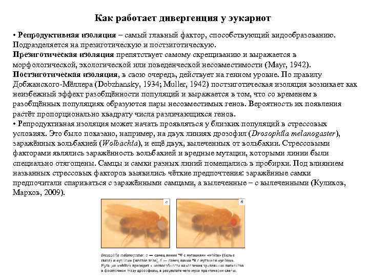 Как работает дивергенция у эукариот • Репродуктивная изоляция – самый главный фактор, способствующий видообразованию.