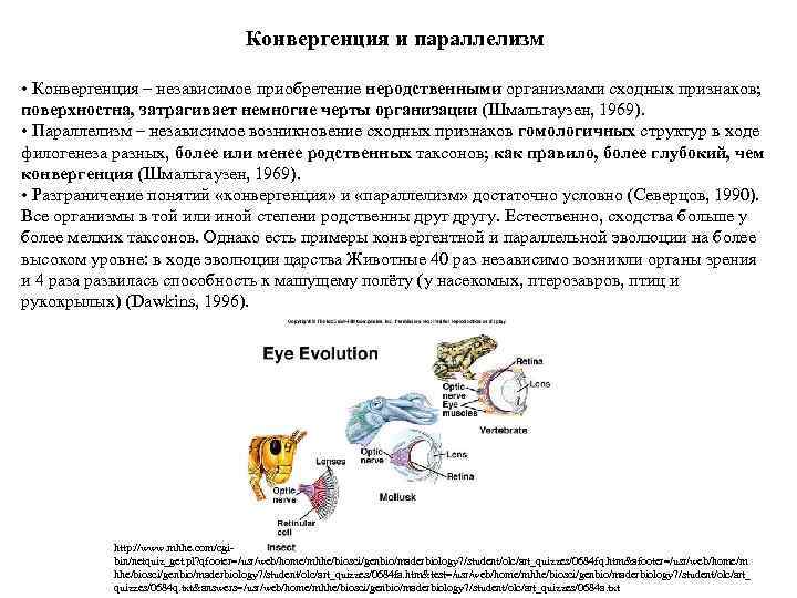 Конвергенция и параллелизм • Конвергенция – независимое приобретение неродственными организмами сходных признаков; поверхностна, затрагивает