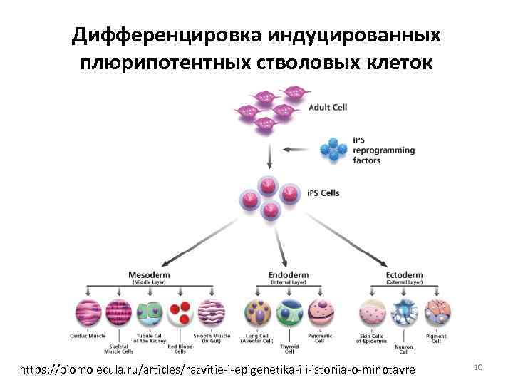 Дифференцировка индуцированных плюрипотентных стволовых клеток https: //biomolecula. ru/articles/razvitie-i-epigenetika-ili-istoriia-o-minotavre 10 