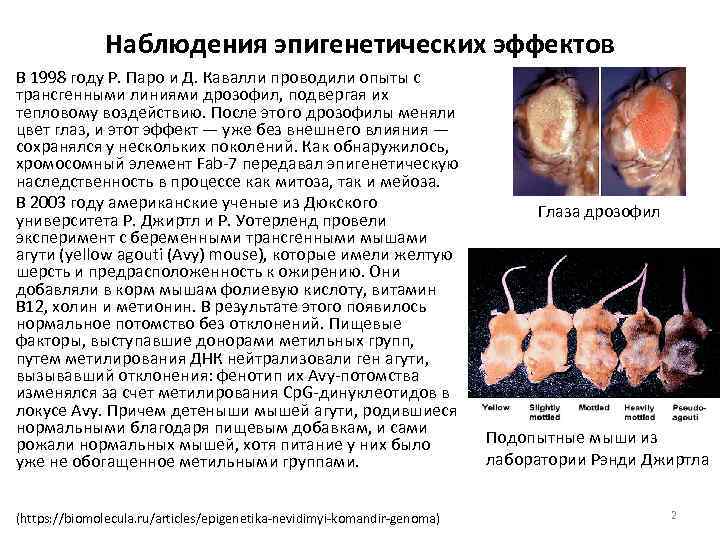 Наблюдения эпигенетических эффектов В 1998 году Р. Паро и Д. Кавалли проводили опыты с