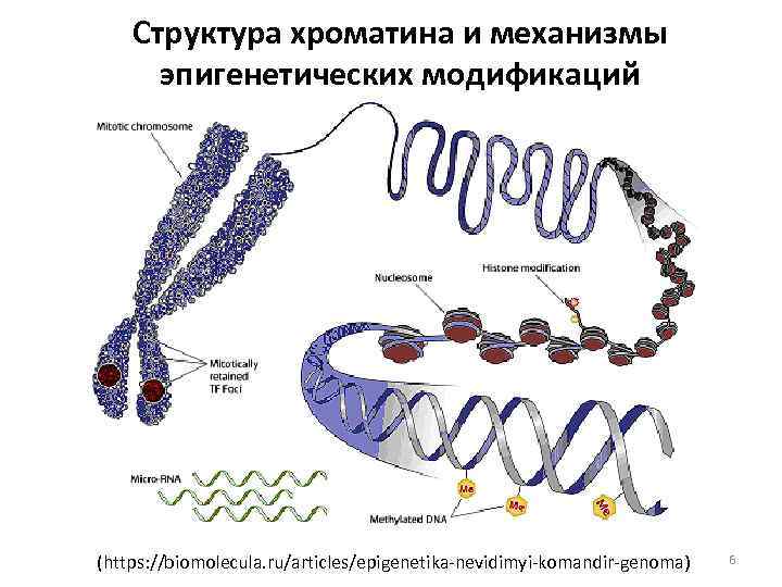 Структура хроматина и механизмы эпигенетических модификаций (https: //biomolecula. ru/articles/epigenetika-nevidimyi-komandir-genoma) 6 