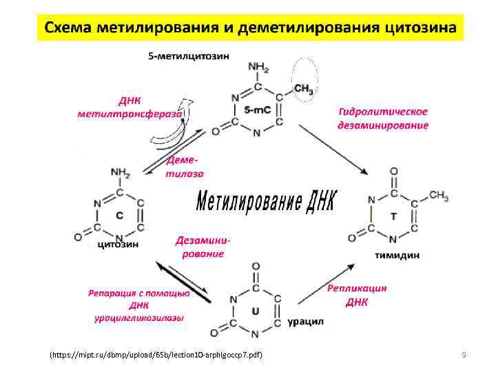 (https: //mipt. ru/dbmp/upload/65 b/lection 10 -arphlgoccp 7. pdf) 9 