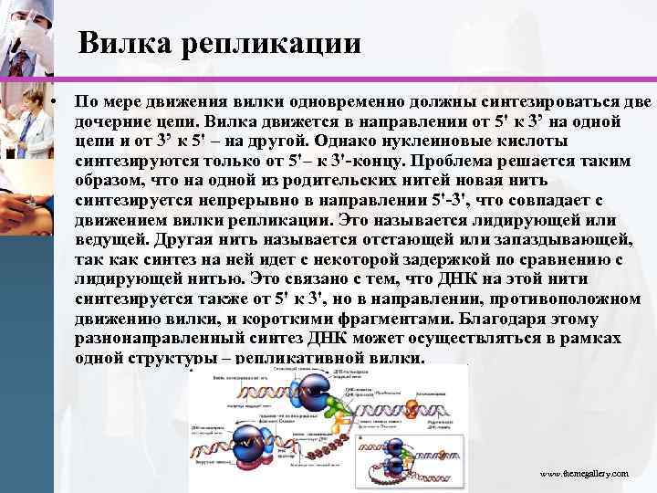 Вилка репликации • По мере движения вилки одновременно должны синтезироваться две дочерние цепи. Вилка