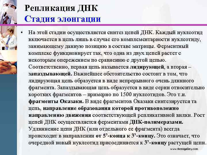 Репликация ДНК Стадия элонгации • На этой стадии осуществляется синтез цепей ДНК. Каждый нуклеотид