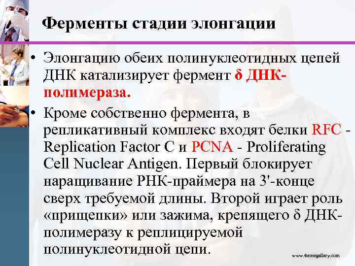 Ферменты стадии элонгации • Элонгацию обеих полинуклеотидных цепей ДНК катализирует фермент δ ДНКполимераза. •