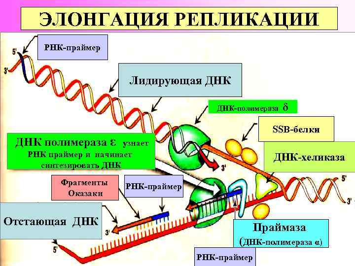 ЭЛОНГАЦИЯ РЕПЛИКАЦИИ РНК-праймер Лидирующая ДНК-полимераза δ SSB-белки ДНК полимераза ε узнает РНК праймер и