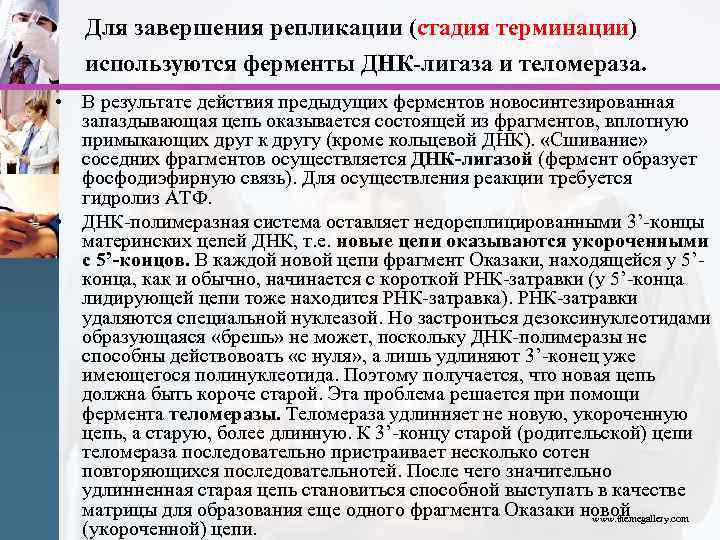 Для завершения репликации (стадия терминации) используются ферменты ДНК-лигаза и теломераза. • В результате действия