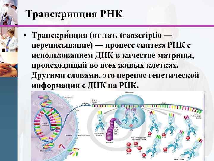 Рнк синтезируется на днк