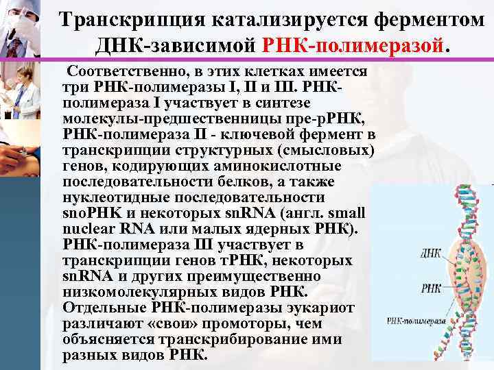 Рнк зависимая рнк полимераза. ДНК-зависимая РНК-полимераза. ДНК зависимые РНК полимеразы. Фермент РНК полимераза.