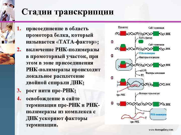 Нуклеиновые кислоты биосинтез белка. Первый этап транскрипции биохимия. Схема инициация транскрипции биохимия. Белковые факторы транскрипции биохимия. Этапы транскрипции биохимия.