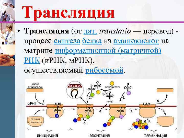 Синтез белка аминокислот рибосомы