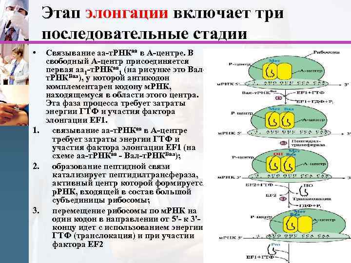 Этап элонгации включает три последовательные стадии • Связывание аа-т. РНКаа в А-центре. В свободный