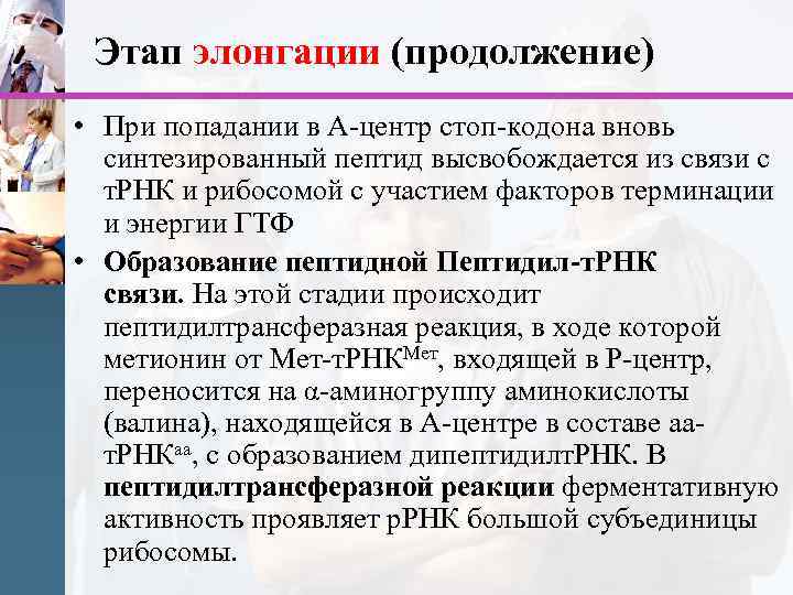 Этап элонгации (продолжение) • При попадании в А-центр стоп-кодона вновь синтезированный пептид высвобождается из