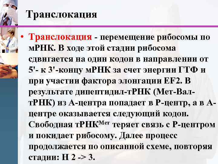 Транслокация • Транслокация - перемещение рибосомы по м. РНК. В ходе этой стадии рибосома