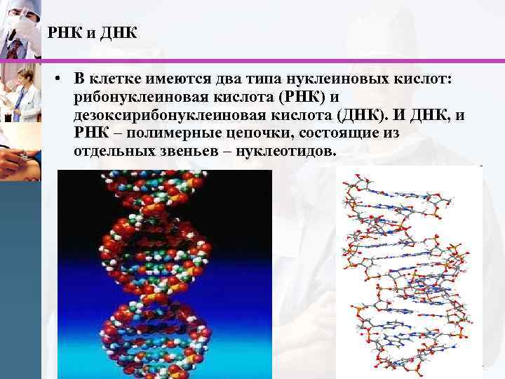 РНК и ДНК • В клетке имеются два типа нуклеиновых кислот: рибонуклеиновая кислота (РНК)