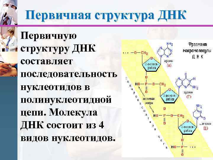 Одна из цепей днк имеет последовательность нуклеотидов цат ггц тгт