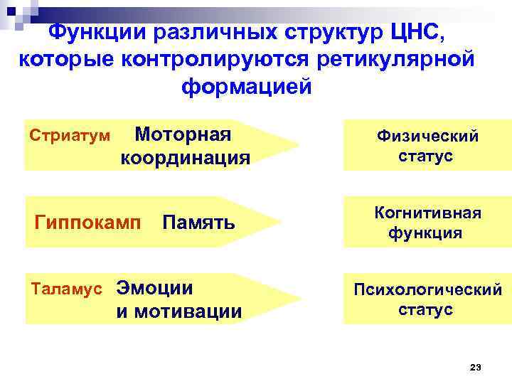Функции различных структур ЦНС, которые контролируются ретикулярной формацией Стриатум Моторная координация Гиппокамп Память Таламус