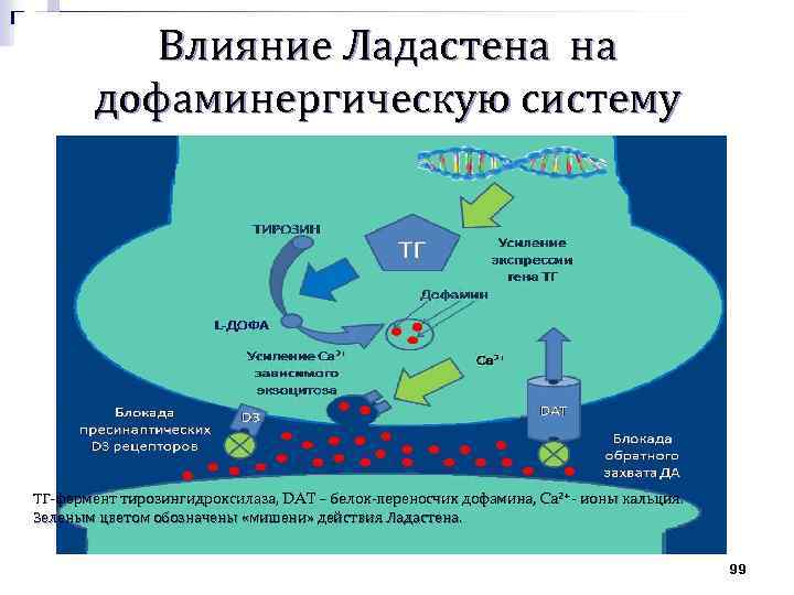 Влияние Ладастена на дофаминергическую систему ТГ-фермент тирозингидроксилаза, DAT – белок-переносчик дофамина, Ca 2+ -